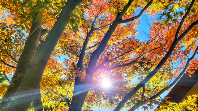 【京都駅周辺・東山・祇園】おすすめの紅葉名所をランキング！時期と見頃・ライトアップ・予約情報・拝観料_東福寺・東寺・清水寺・高台寺・圓徳院・知恩院・円山公園・八坂神社と八坂の塔