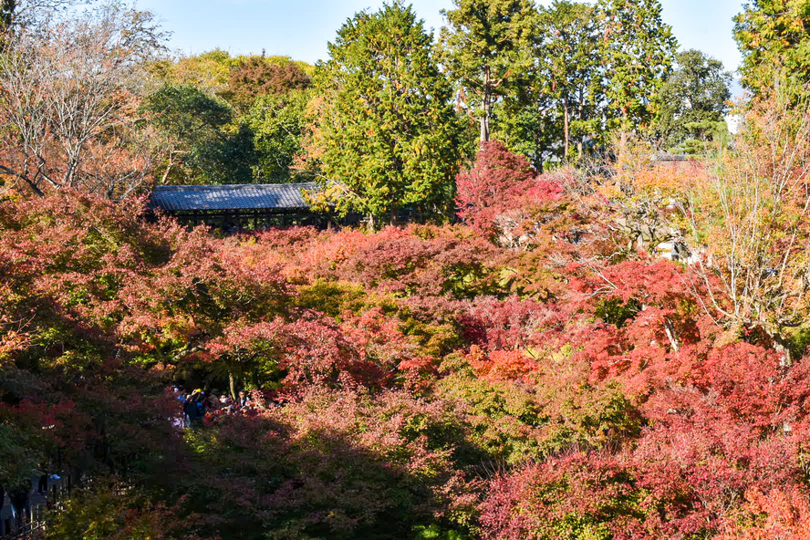 京都駅周辺・東山・祇園エリアおすすめの紅葉名所をランキング！時期と見頃・ライトアップ・予約情報など_東福寺のアクセスなど