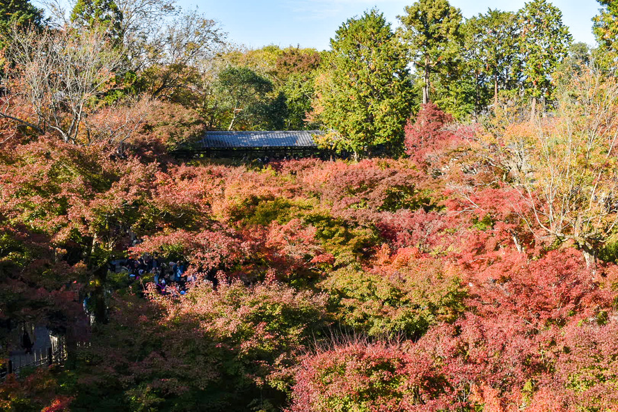 秋の京都観光_紅葉の名所「東福寺」の特別拝観について