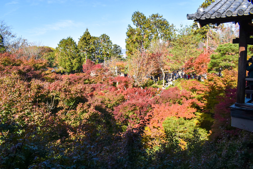 秋の京都観光_紅葉の名所「東福寺」の拝観時間・拝観料・特別拝観・アクセス