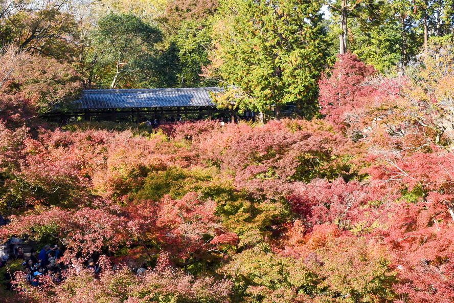 秋の京都観光_紅葉の名所「東福寺」の見どころ_臥雲橋